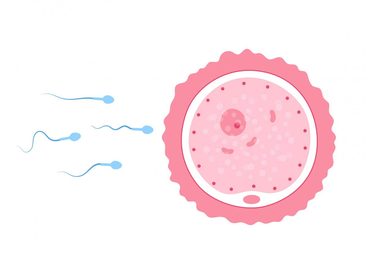Sự gặp nhau giữa tinh trùng và trứng để thụ thai