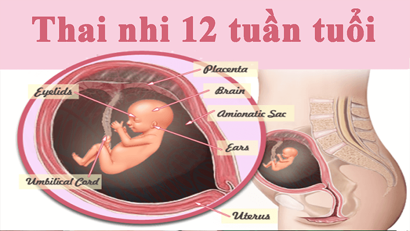 Thai 12 Tuan Tuoi Kham Pha Dieu Ky Dieu Khi Con Lon Dan 2