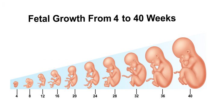 Sự phát triển của thai nhi theo tuần tuổi